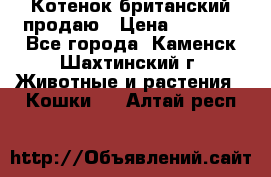 Котенок британский продаю › Цена ­ 3 000 - Все города, Каменск-Шахтинский г. Животные и растения » Кошки   . Алтай респ.